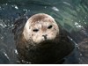 Photo of Phoca vitulina